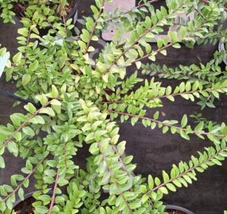 Lonicera nit. 'Maigrün' | Chinese kamperfoelie | Heester