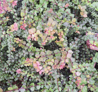 Lonicera nit. 'Red Tips' | Struikkamperfoelie | Heester