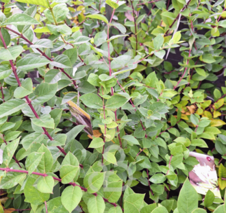 Lonicera purpusii 'Winter Beauty' | Struikkamperfoelie | Heester