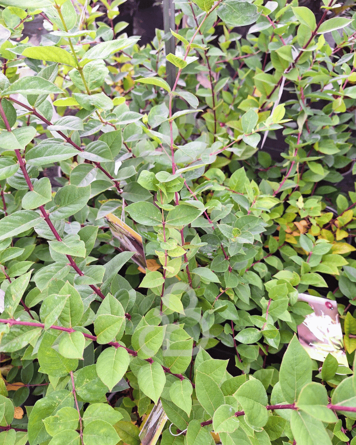 Lonicera purpusii 'Winter Beauty' | Struikkamperfoelie | Heester
