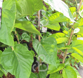 Morus alba 'Giant Fruit' | Witte moerbei | Voedselbos