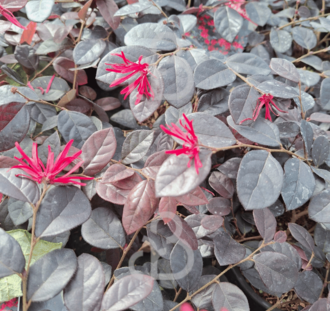 Loropetalum chin. 'Black Pearl' | Heksenstruik | Heester