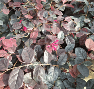 Loropetalum chin. 'Fire Dance' | Chinese Franjebloem  | Heester