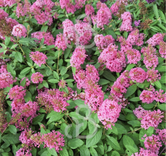 Buddleja candy 'Little Pink' | Dwergvlinderstruik | Heester