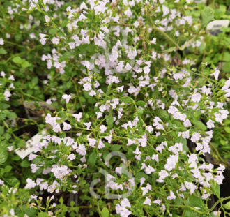 Calamintha nepeta 'White Cloud' | Kattenkruid | Vaste plant