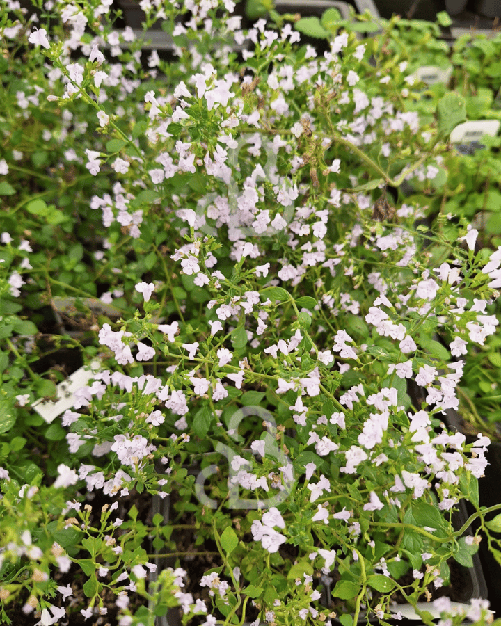 Calamintha nepeta 'White Cloud' | Kattenkruid | Vaste plant