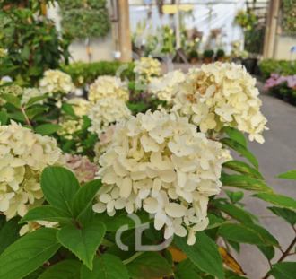 Hydrangea pan. 'Whitelight' | Pluimhortensia  | Heester