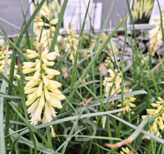 Kniphofia 'Pineapple Popsicle' | Vuurpijl | Vaste plant