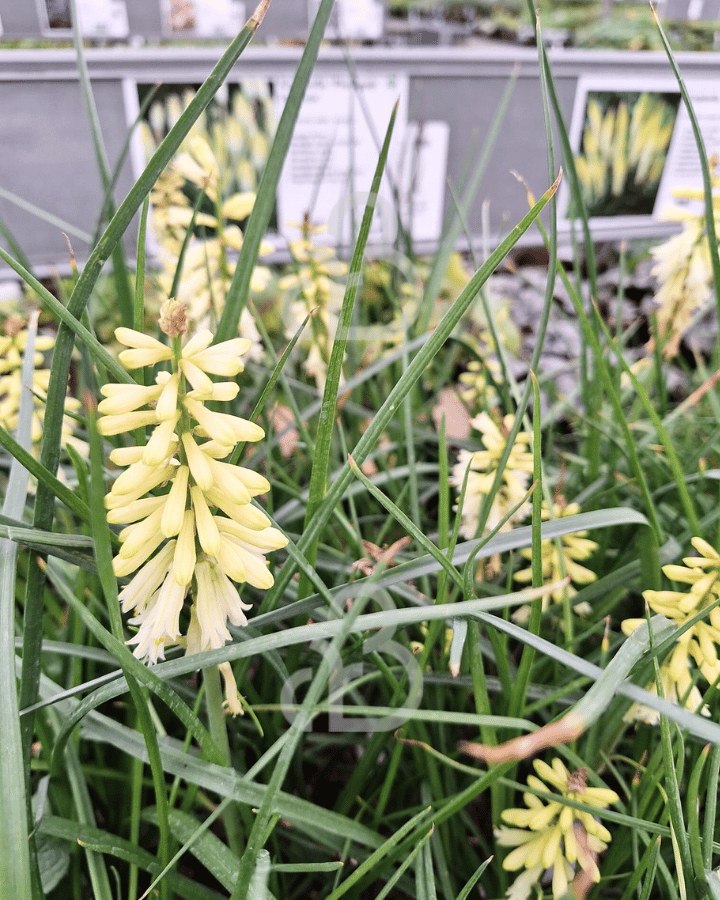 Kniphofia 'Pineapple Popsicle' | Vuurpijl | Vaste plant