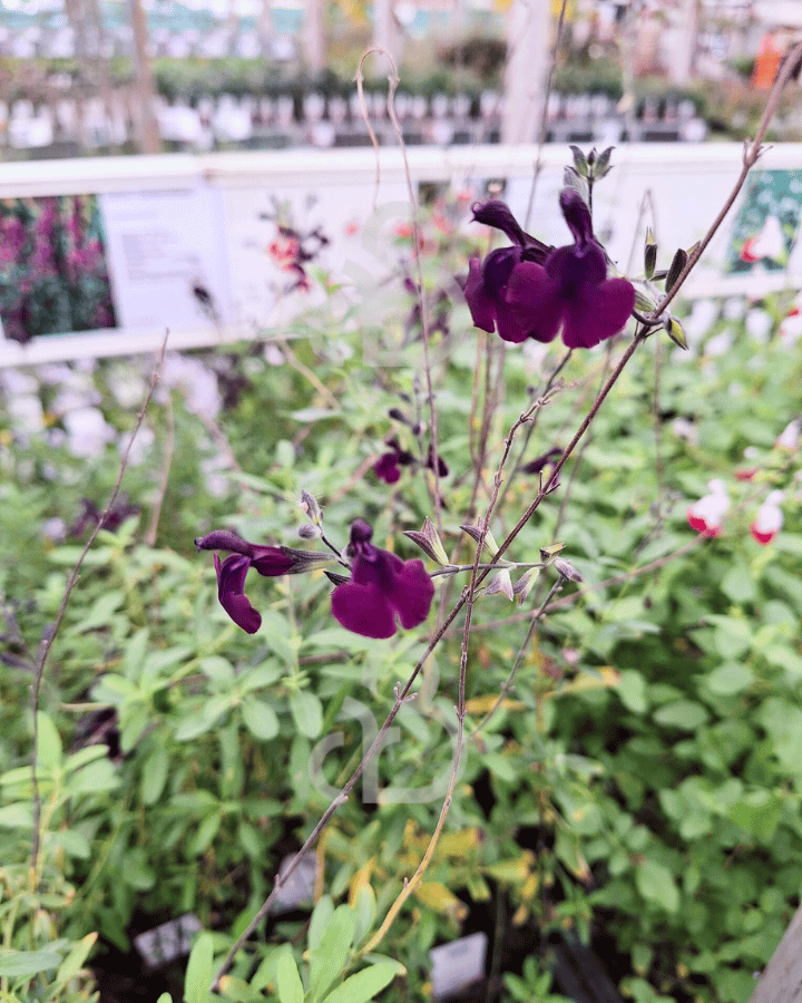 Salvia 'Nachtvlinder' | Salie | Vaste plant