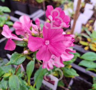 Phlox (P) 'Orange Perfection' | Vlambloem | Vaste plant