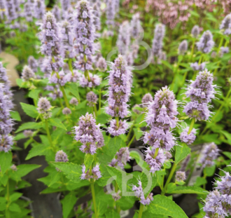 Agastache 'Blue Fortune'  | Dropplant | Vaste plant