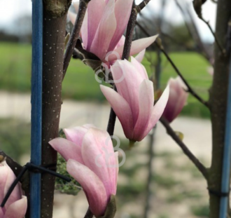Magnolia soulangeana | Beverboom | Heester