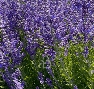 Perovskia atriplicif. 'Lacey Blue' | Reuzenlavandel | Heester