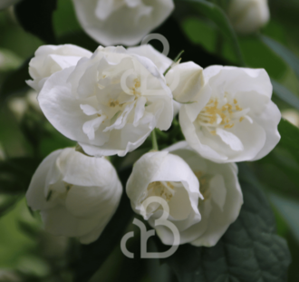 Philadelphus 'Virginal' | Boerenjasmijn | Heester
