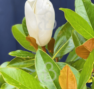 Magnolia grandiflora 'Little Gem' | Beverboom | Heester