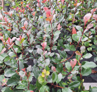 Photinia fr. 'Little Red Robin' | Glansmispel | Heester