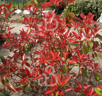 Photinia fr. 'Red Robin' | Glansmispel | Heester