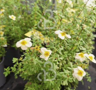 Potentilla fr. 'Limelight' | Ganzerik | Heester
