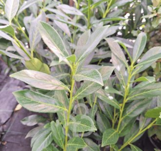 Prunus laur. 'Caucasica' | Laurierkers | Heester