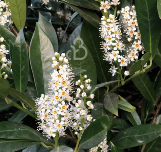 Prunus laur. 'Otto Luyken' | Gewone laurierkers | Heester