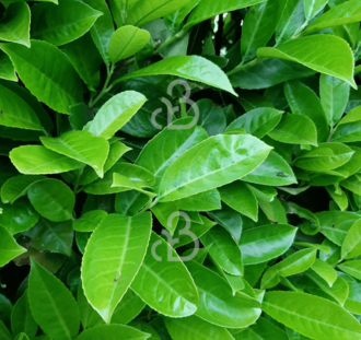 Prunus laur. 'Rotundifolia' | Laurierkers | Heester