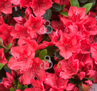 Rhododendron (AJ) 'Geisha Red' | Alpenroos | Heester