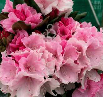 Rhododendron (Y) 'Dreamland' | Alpenroos | Heester