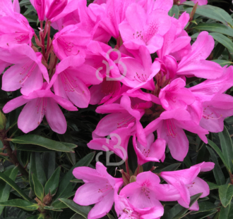 Rhododendron pont. ' Graziella' | Alpenroos | Heester