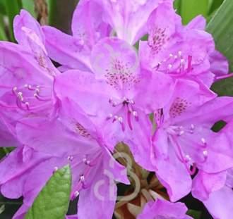 Rhododendron 'Catawb. Grandiflorum' | Alpenroos  | Heester