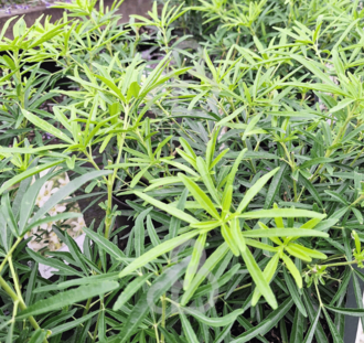 Choisya 'Aztec Pearl' | Mexicaanse Oranjebloesem  | Heester