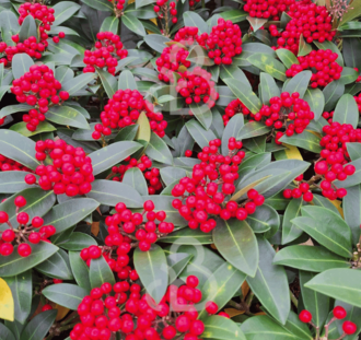 Skimmia japonica 'Red Star' | Skimmia | Heester