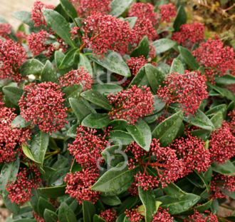 Skimmia japonica 'Rubella' | Skimmia  | Heester
