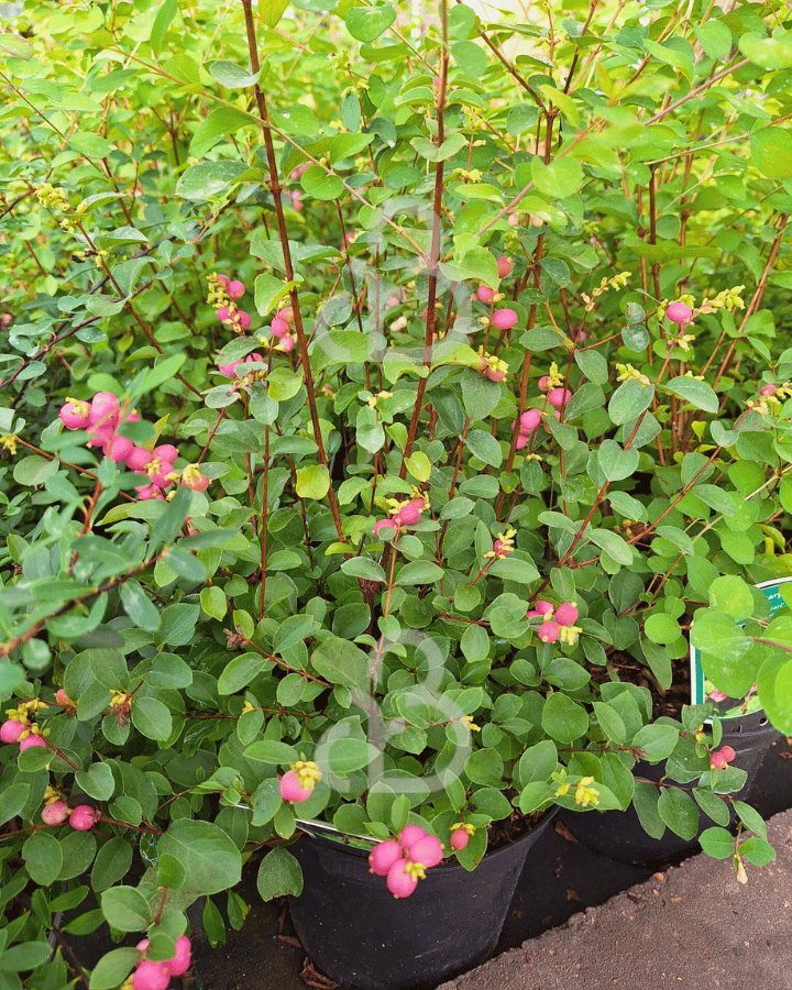 Symphoricarpos d. 'Mother of Pearl' | Sneeuwbes | Heester