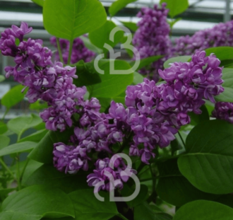 Syringa v. 'And. an Ludwig Spath' | Sering | Heester