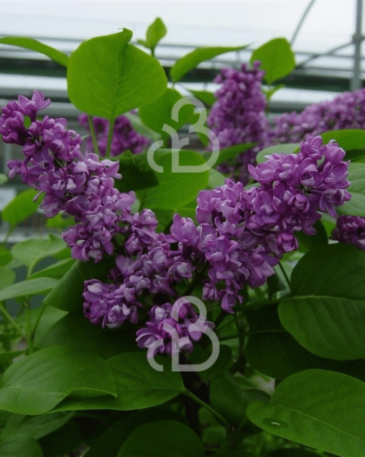 Syringa v. 'And. an Ludwig Spath' | Sering | Heester
