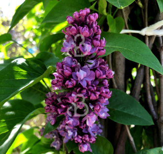 Syringa vulgaris 'Charles Joly' | Sering | Heester