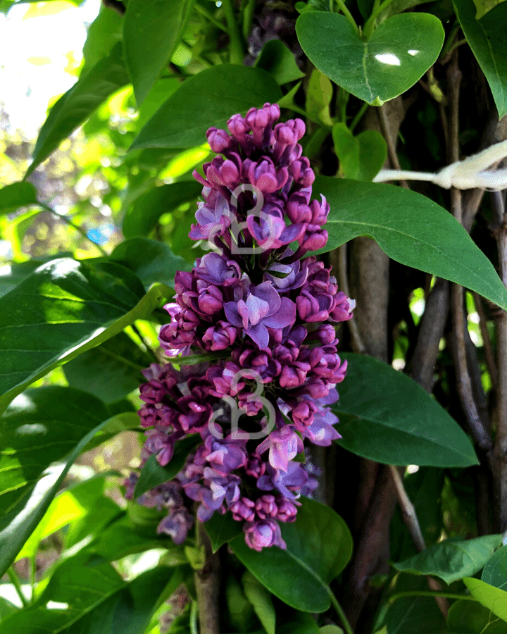 Syringa vulgaris 'Charles Joly' | Sering | Heester