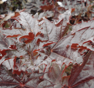 Acer platanoides 'Crimson Centry' | Rode esdoorn | Laanboom