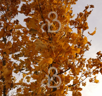 Acer platanoides | Noorse esdoorn | Laanboom