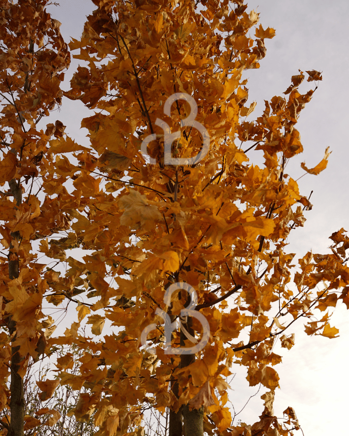 Acer platanoides | Noorse esdoorn | Laanboom