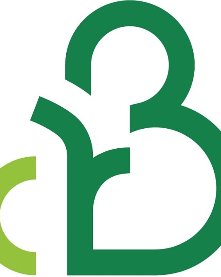 Betula papyrifera | Papierberk | Laanboom