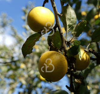 Malus d. 'Ananas Reinette' | Appelboom