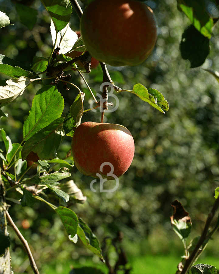 Malus d. 'Groninger Pippeling' | Appelboom