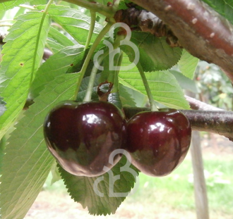 Prunus a. 'Bigarreau Burlat' | Kersenboom