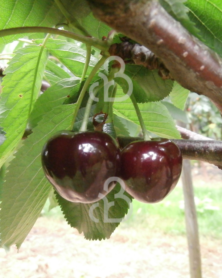 Prunus a. 'Bigarreau Burlat' | Kersenboom