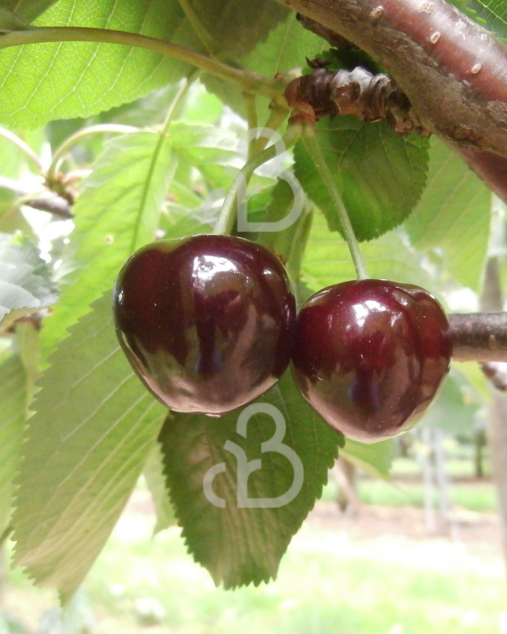 Prunus a. 'Bigarreau Burlat' | Kersenboom