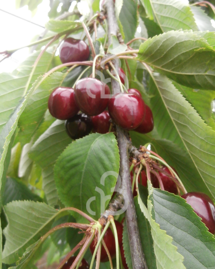 Prunus a. 'Karina'  | Kersenboom