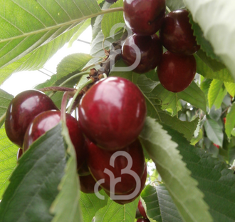 Prunus a. 'Karina'  | Kersenboom