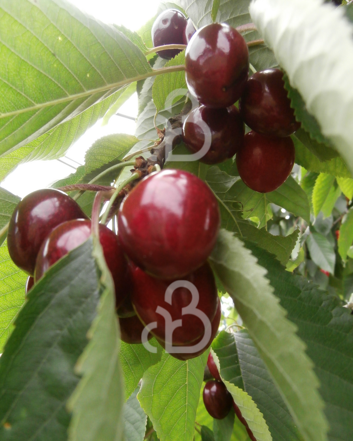 Prunus a. 'Karina'  | Kersenboom